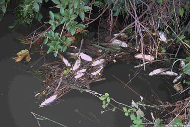 Niente acqua nei fossi, si ripete la moria di pesci