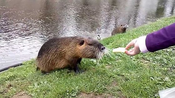 Eradicamento nutrie dalla Regione altri 200mila euro