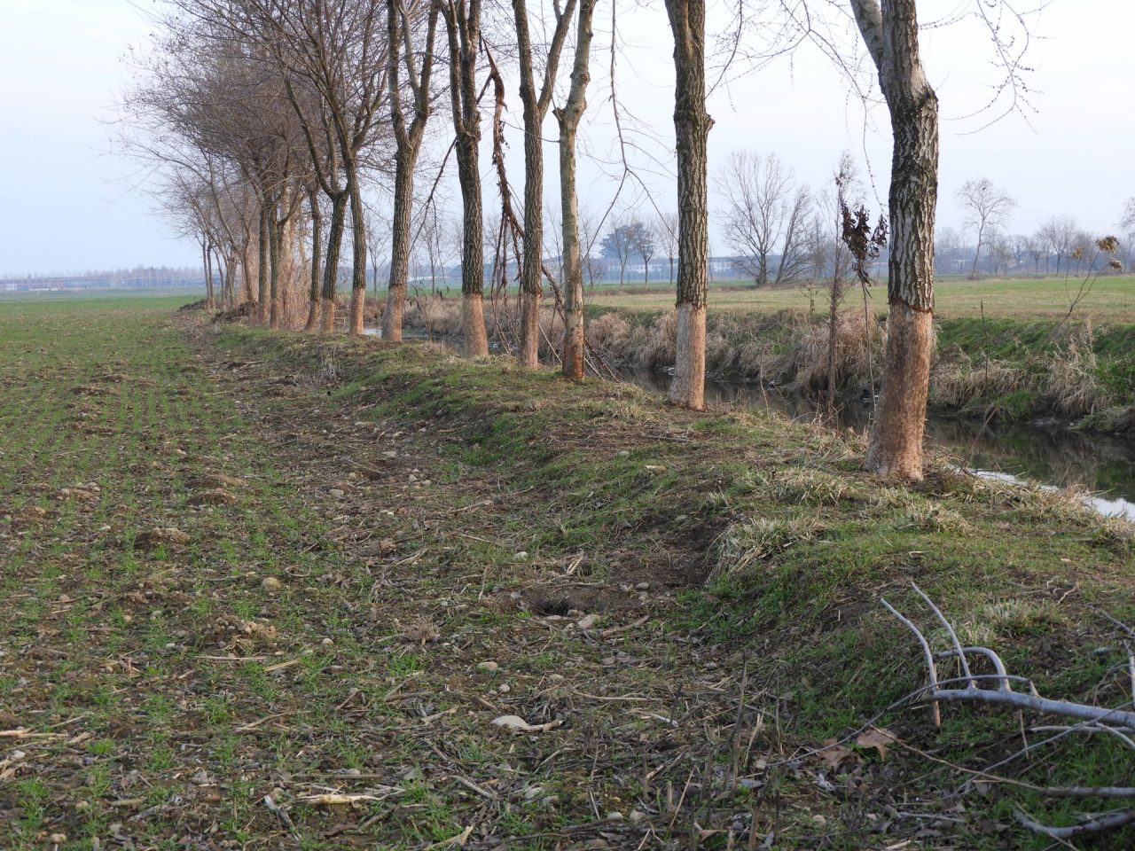 Nutrie, ancora danni. Distruggono anche gli alberi