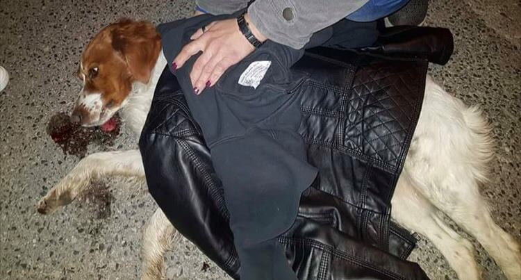 Cane investito e abbandonato in zona industriale, ha bisogno di soldi per le cure