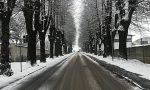 Viale dei tigli: alberi a rischio schianto, verranno abbattuti