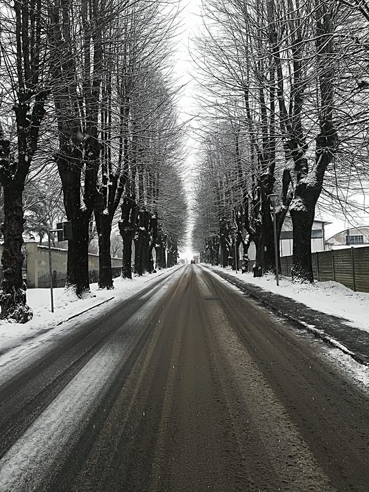 Viale dei tigli: alberi a rischio schianto, verranno abbattuti