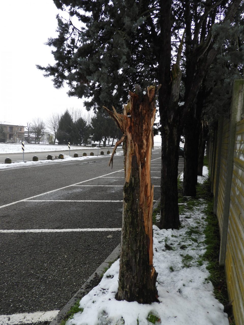 Cipressi a rischio schianto, “colpa dei tagli sbagliati”