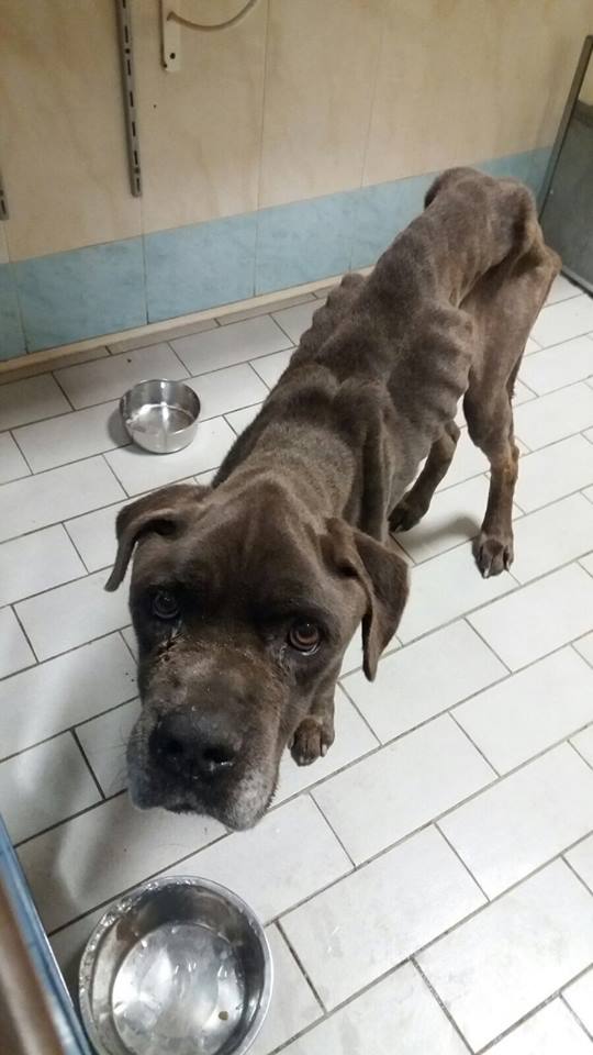 Appello per Bullo, cane corso denutrito ha bisogno di carne