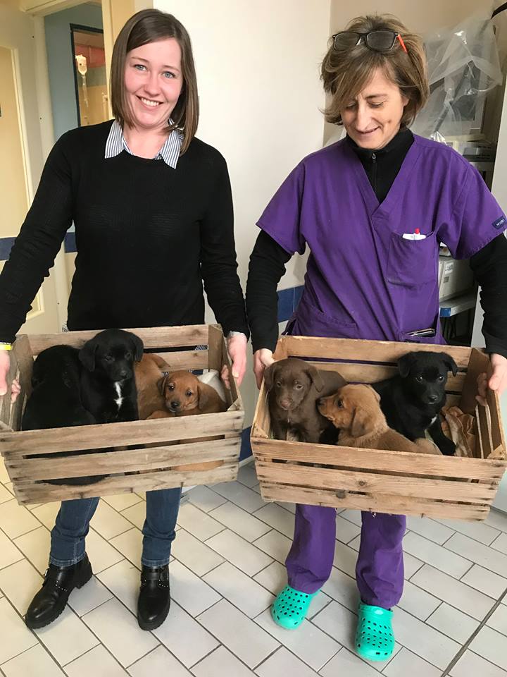 Cuccioli abbandonati sotto la neve salvati da un agricoltore