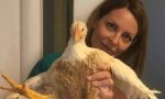 Gallina in fuga Peppina si è conquistata la libertà