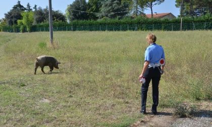 Cade dal camion in corsa, Paullese bloccata da un maiale