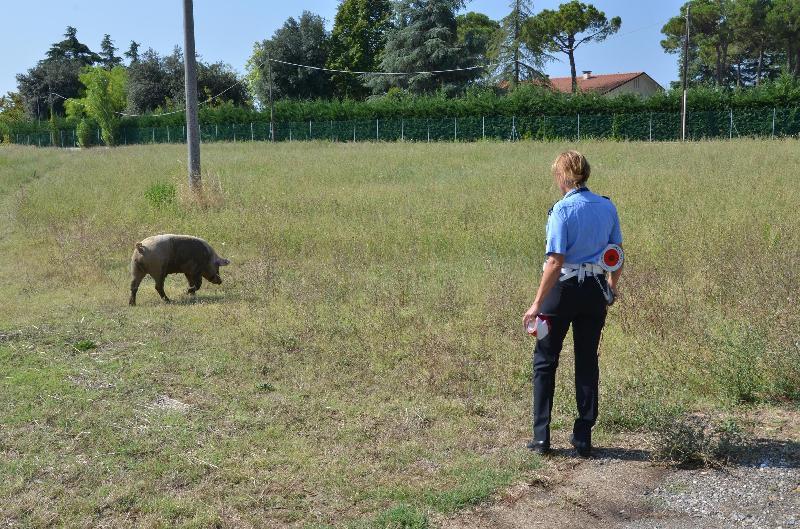 Cade dal camion in corsa, Paullese bloccata da un maiale