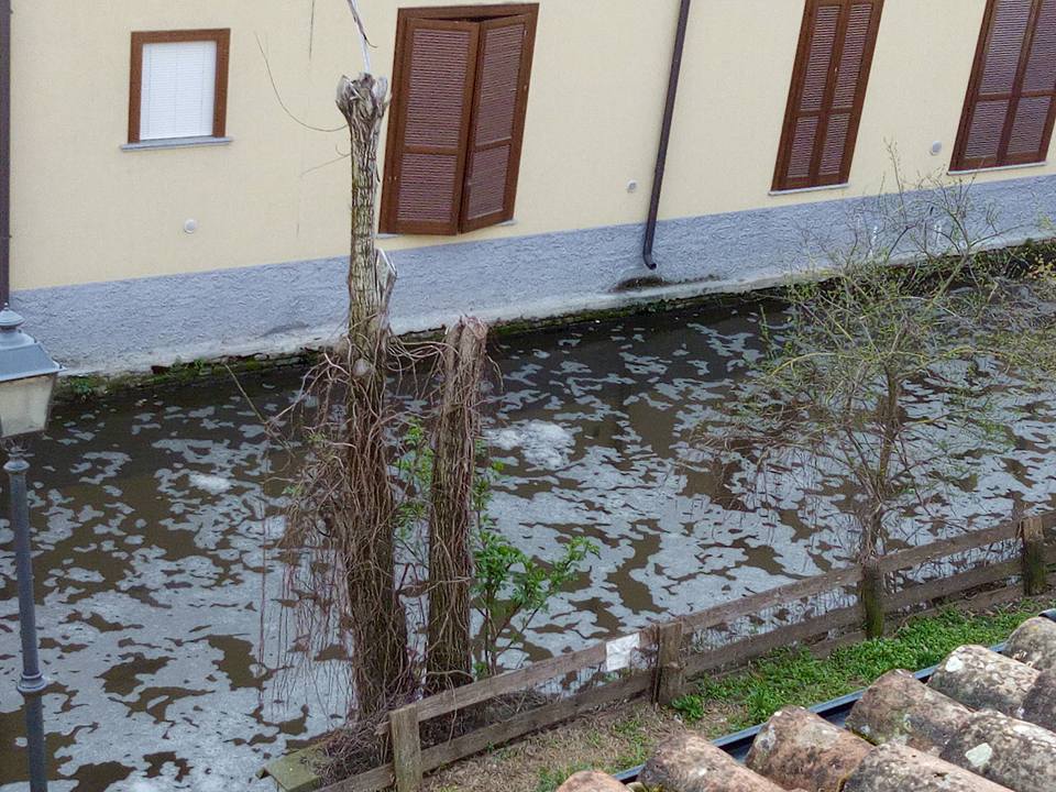 Disastro ecologico | Da Caravaggio a Crema ecosistema distrutto FOTO
