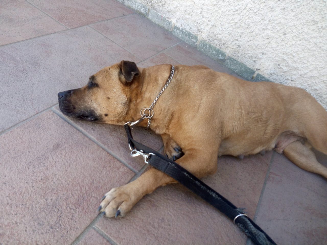 Mamma pitbull fugge: ora è di nuovo col padrone