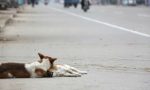 Cane ferito in mezzo alla strada, la compagna al suo fianco lo veglia