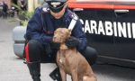 Pitbull salta addosso a due bimbi per giocare e li graffia