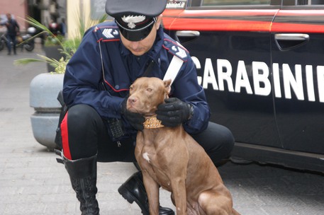 Cani da guardia per proteggere la droga, barista arrestata