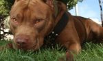 Pitbull azzanna madre e figlia nel giardino di casa