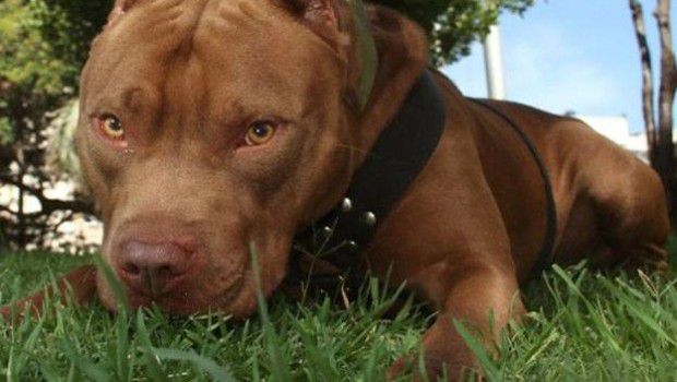 Pitbull azzanna madre e figlia nel giardino di casa
