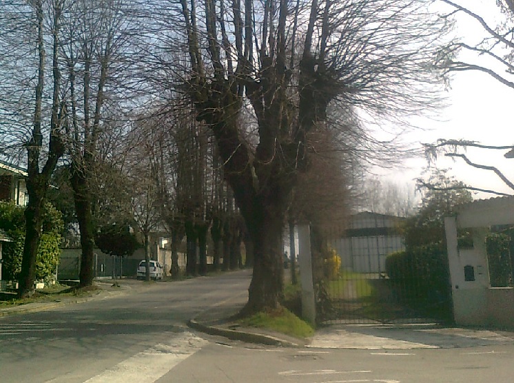 Viale dei tigli a Vaiano marcia indietro sull’abbattimento