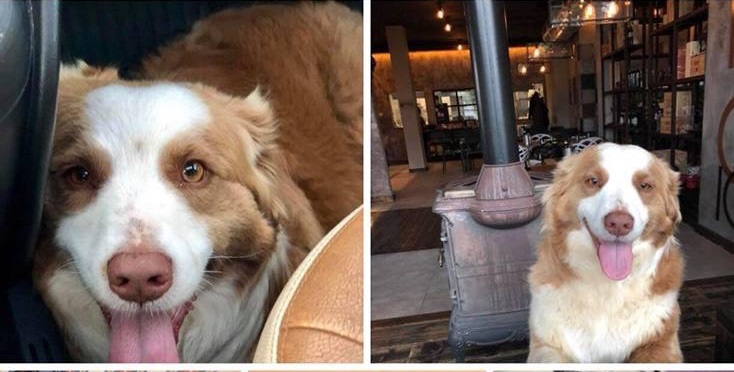 Cane smarrito cercasi: da Fontanella a Castelleone con la zampina rotta