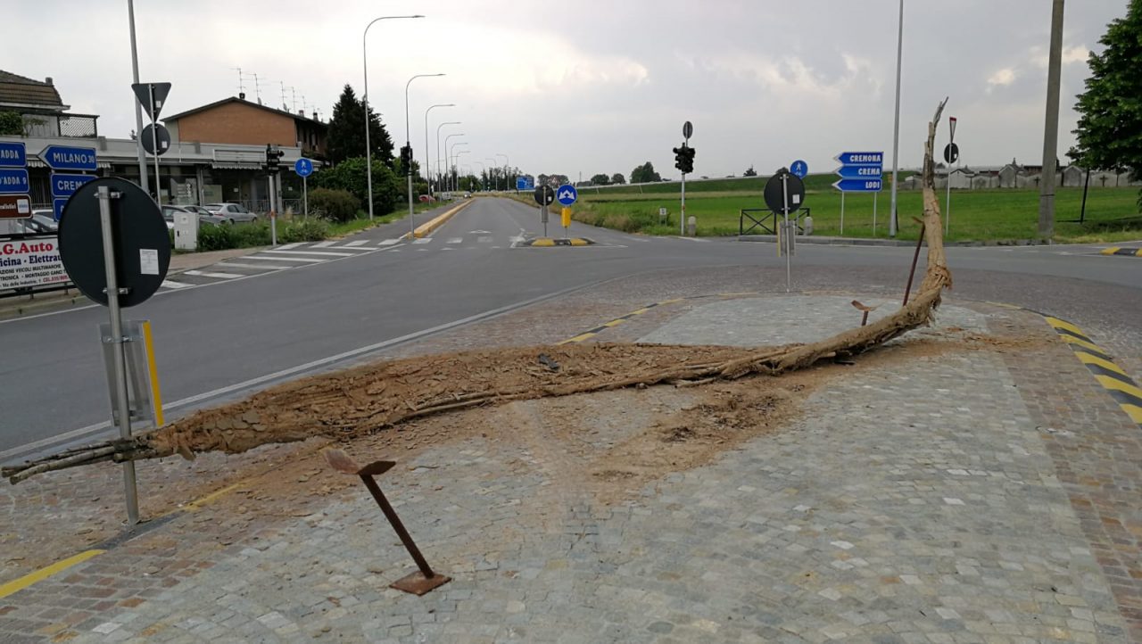 E’ morto lo Spirito d’Adda, investito