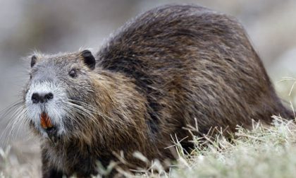 Grossa nutria si aggira per il centro di Cremona: catturata