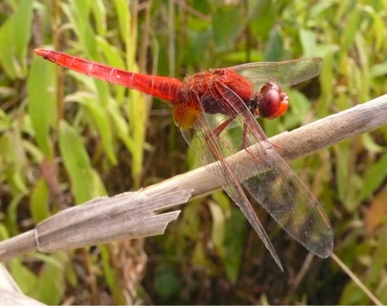 Cascina Stella e i “Dragonfly Days”