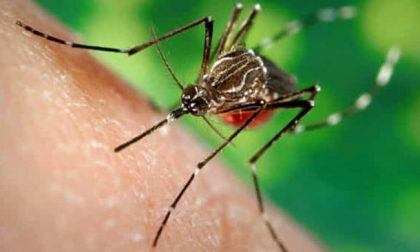 Il piano anti zanzare è pronto, il Sindaco ha firmato l’ordinanza