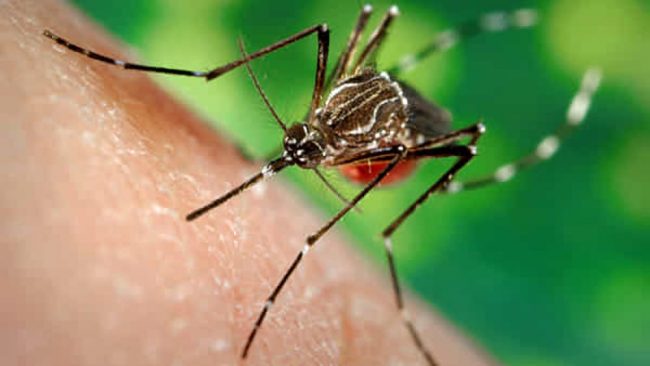 Zanzara West Nile fa paura: altri due morti