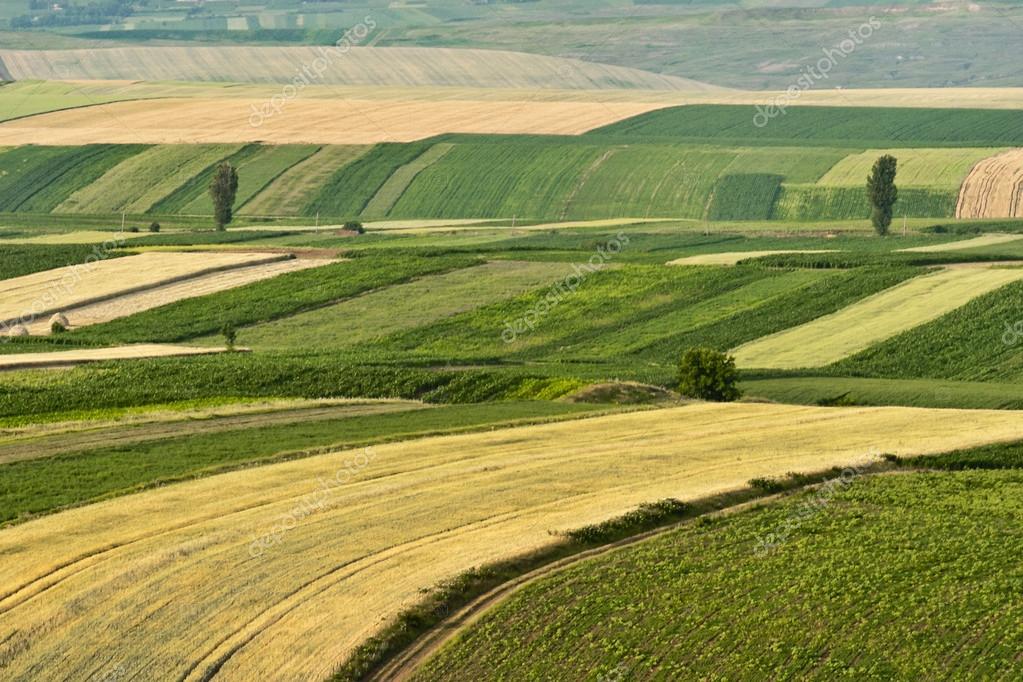 Campagne cremonesi allarme Coldiretti: manca l’acqua