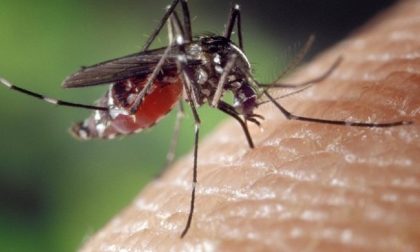 West Nile febbre, aumentano i casi in Veneto per il virus da puntura di zanzara