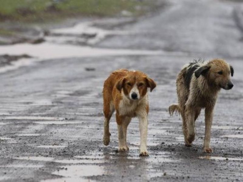 Respinto ricorso dell’Associazione Zoofili Cremonesi (AZC) contro il Comune di Cremona