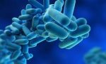 Legionella in Lombardia, un caso anche a Cremona