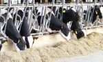 SOS animali nelle stalle: -10% di latte da mucche stressate per il caldo