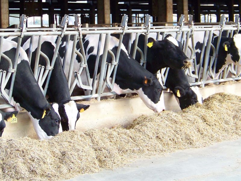 Caldo, mucche stressate dall’afa: -15% latte e nascite a rischio