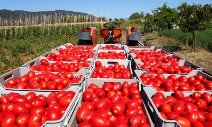 Made in Italy, scatta obbligo etichetta pummarola