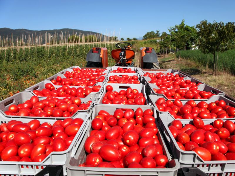 Made in Italy, scatta obbligo etichetta pummarola