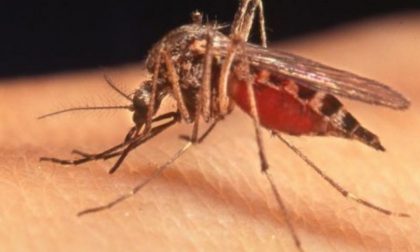 Virus West Nile: Baffi "Aumentano i contagi nella Valle del Po, la regione intervenga"