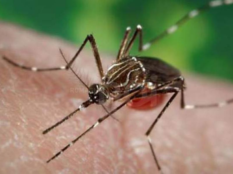 Primo caso umano di contagio da virus West Nile in provincia di Cremona