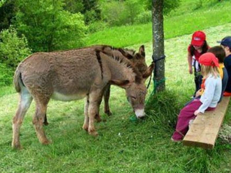“Fattorie aperte”, arriva l’open day delle fattorie lombarde