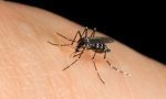 West Nile virus: secondo morto in Lombardia