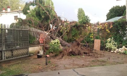 Maltempo Cremasco | Bomba d'acqua e vento, alberi caduti e allagamenti FOTO