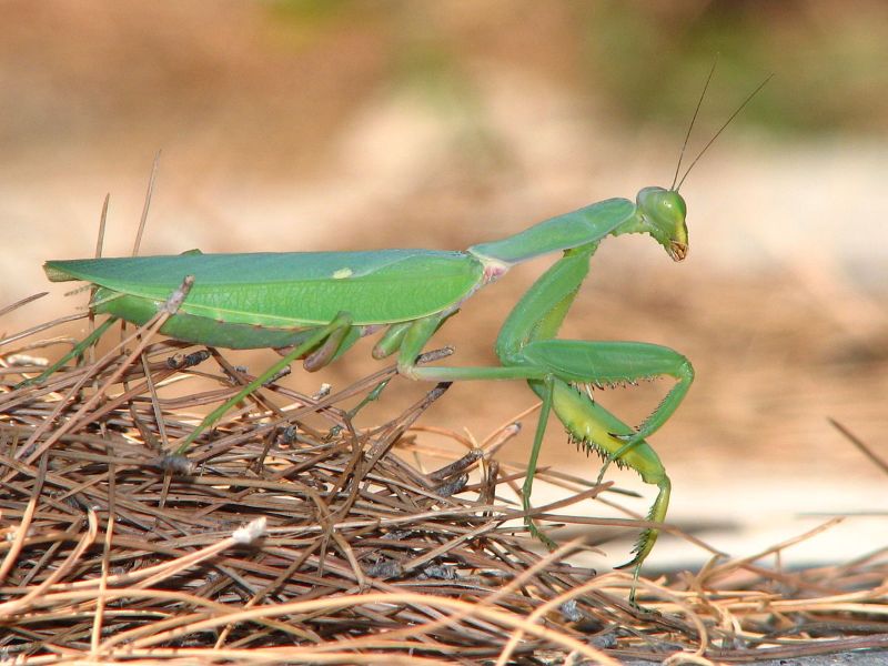 Mantide “gigante” ritrovata nel cremonese