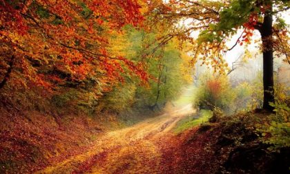 I colori dell’autunno: cos’è e dove trovare la magia del foliage