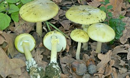 Funghi fuori stagione attenzione alla Amanita phalloides