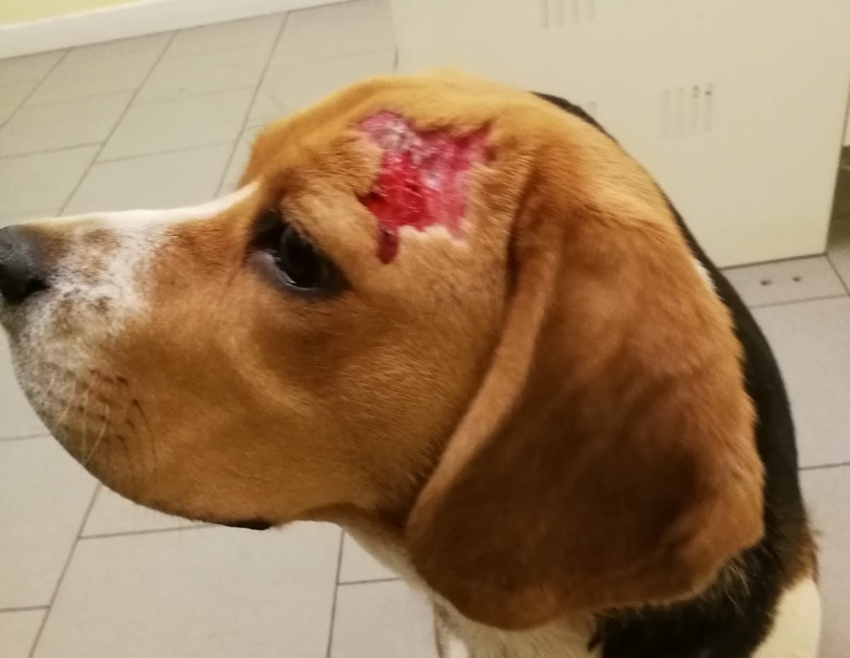 Beagle azzannato da due cani lupo, vivo per miracolo