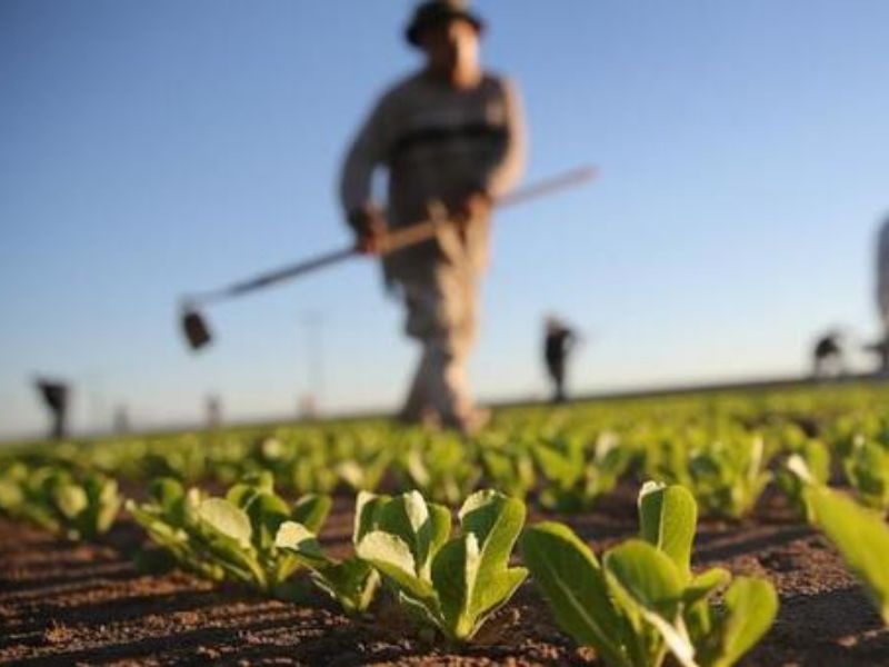 Imprese agricole, sono 46 mila in Lombardia