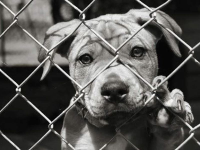 Domani all’Esselunga colletta alimentare per animali abbandonati