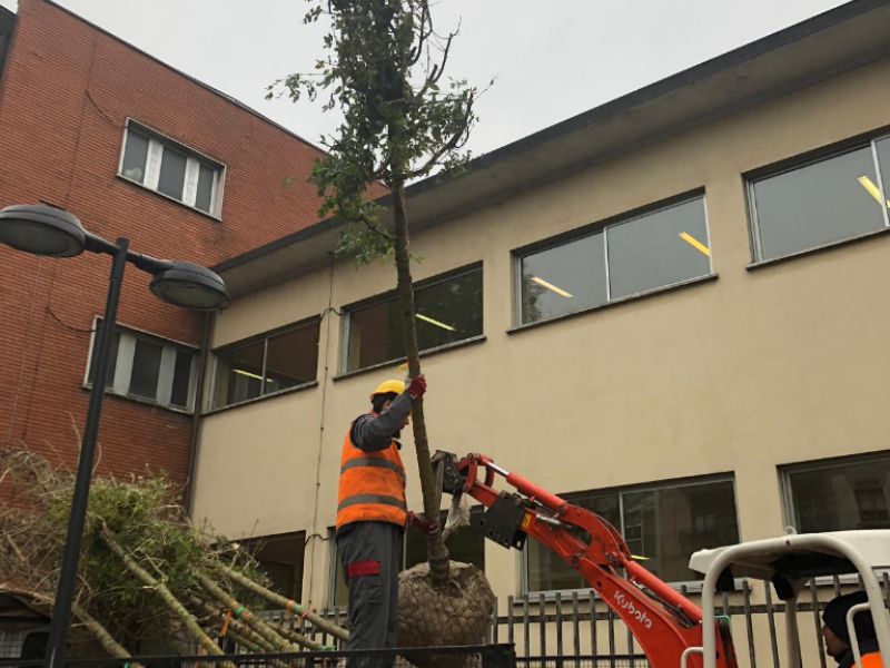 Giornata Nazionale degli Alberi, nuove piantumazioni in tutta la città