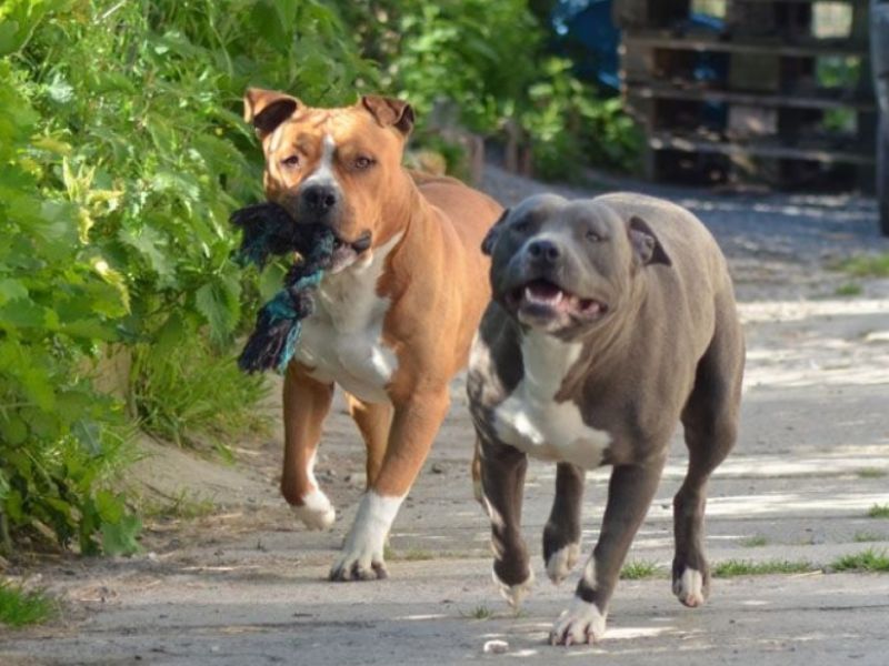 I due grossi cani “colpiscono” ancora e mordono una 57enne