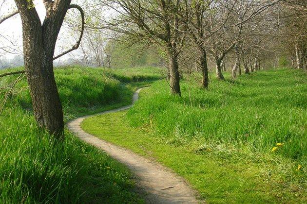 Parco del Po e del Morbasco: scopri le Foreste Urbane nel Cremonese