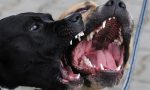 Azzannato da due grossi cani mentre cammina per strada