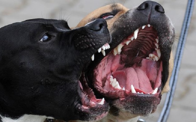 Azzannato da due grossi cani mentre cammina per strada